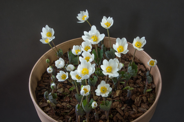 Sanguinaria canadensis